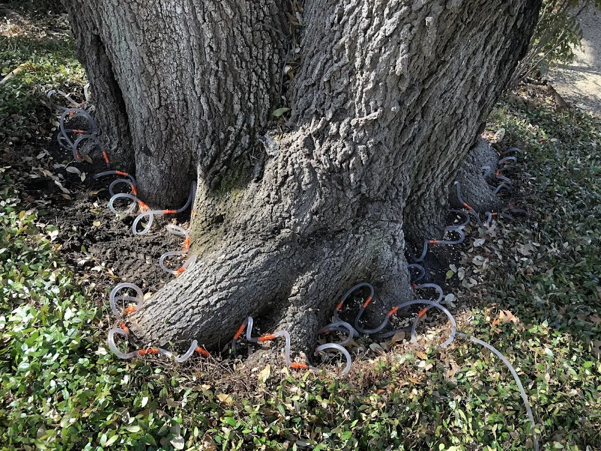Detailed Tree Cabling and Bracing job site in Charlo